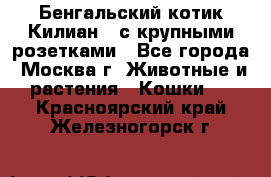 Бенгальский котик Килиан , с крупными розетками - Все города, Москва г. Животные и растения » Кошки   . Красноярский край,Железногорск г.